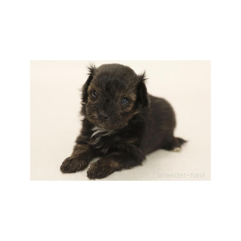 販売中の神奈川県のミックス犬-394428